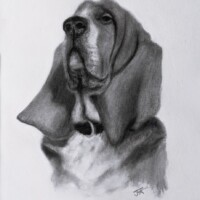 Charcoal drawing portrait of a bassett hound.