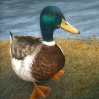 Oil painting of a mallard duck by the pond in Helensburgh.