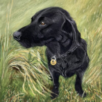 Pastel portrait of a black lab.