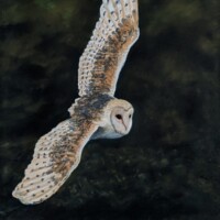 Pastel of an owl in flight.