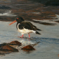Oil painting of an oyster catcher.