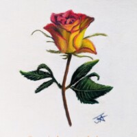 Pastel painting of a pink and yellow rose.