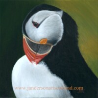 Oil painting of a puffin portrait.