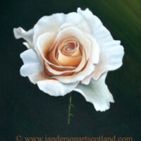 Oil painting of a white rose with peach center.